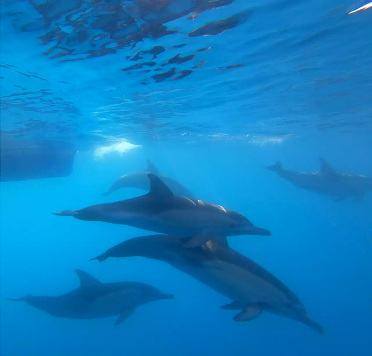 DNA Diversity May Help Dolphins Adapt to Climate Change