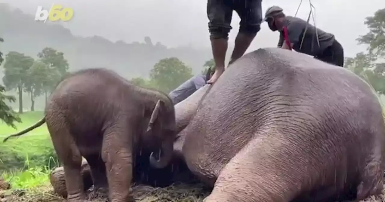 Watch Now: Elephant saved with CPR in Thailand, and more of today's top videos