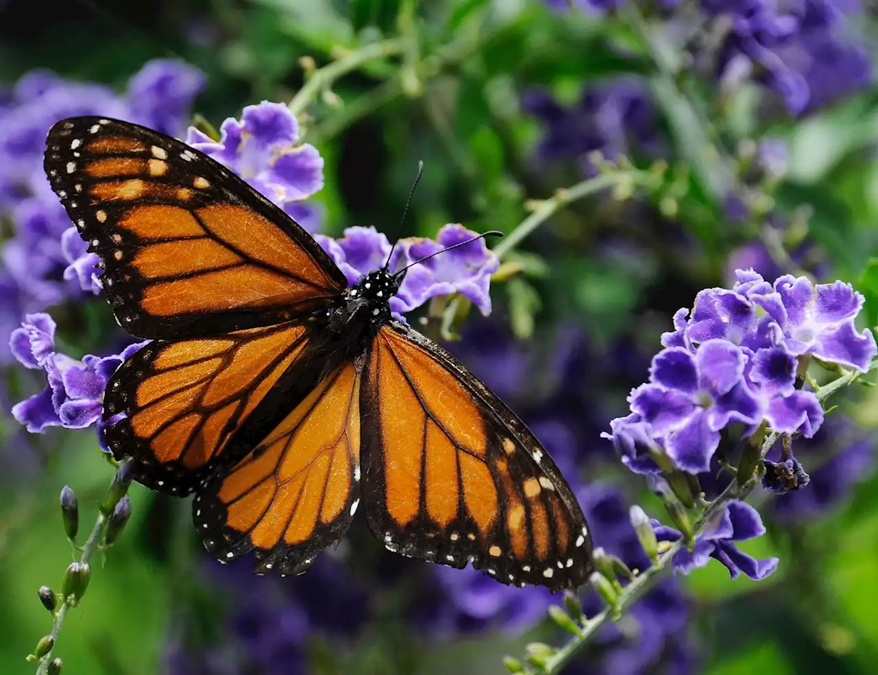 Great nectar-producing plants for monarchs' S.A. stop this fall