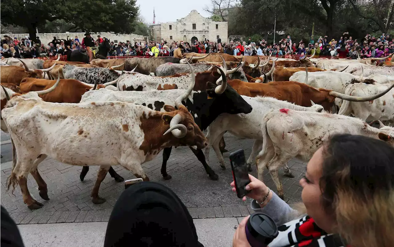 These Texas counties have more chickens, cattle and goats than humans