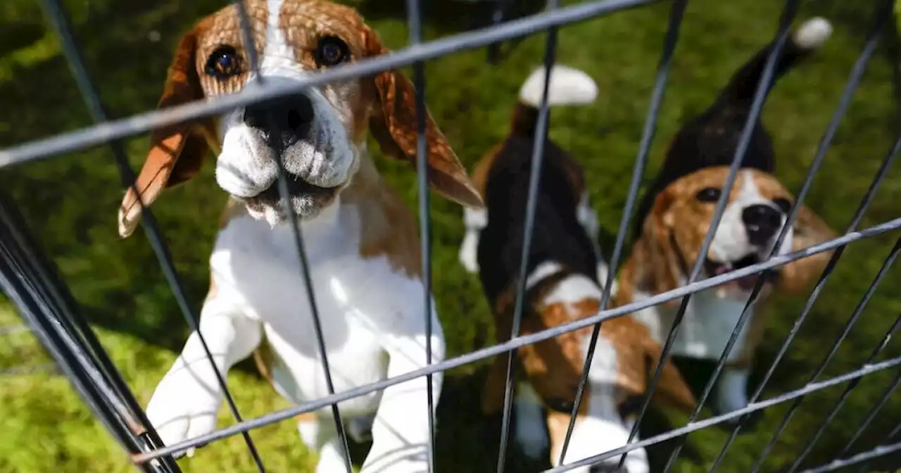 Humane Society to transfer around 4,000 beagles from Virginia breeding facility