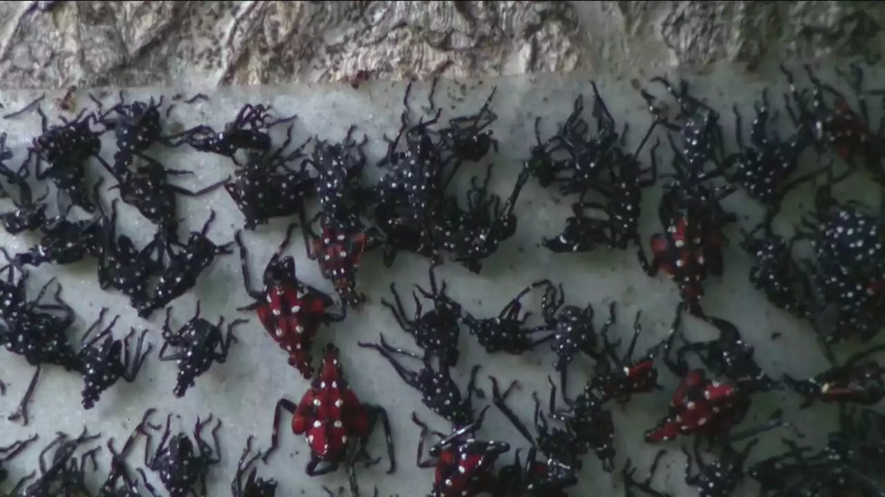 'It's raining spotted lanternflies': Delaware Valley sees invasive pest in large numbers