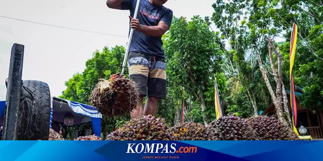 Solusi Harga Sawit yang Menyedihkan, Petani di Jambi Produksi Minyak Goreng Skala Rumahan