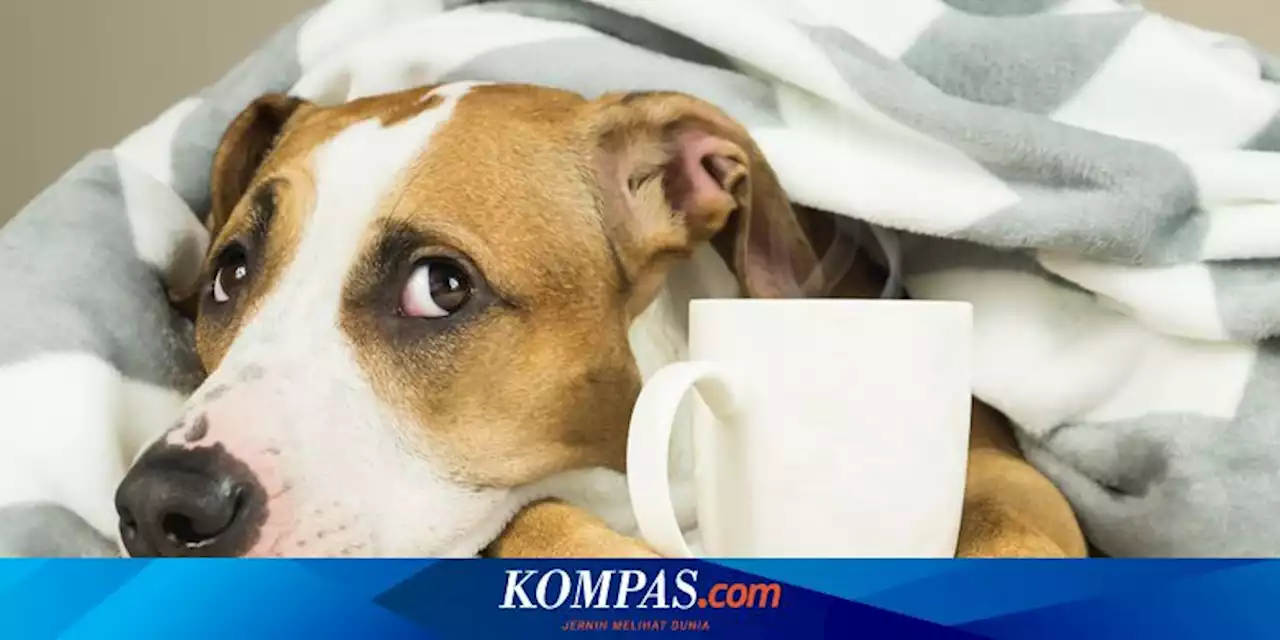 Trik Membuat Anjing Mau Minum di Cuaca Panas, Viral di TikTok