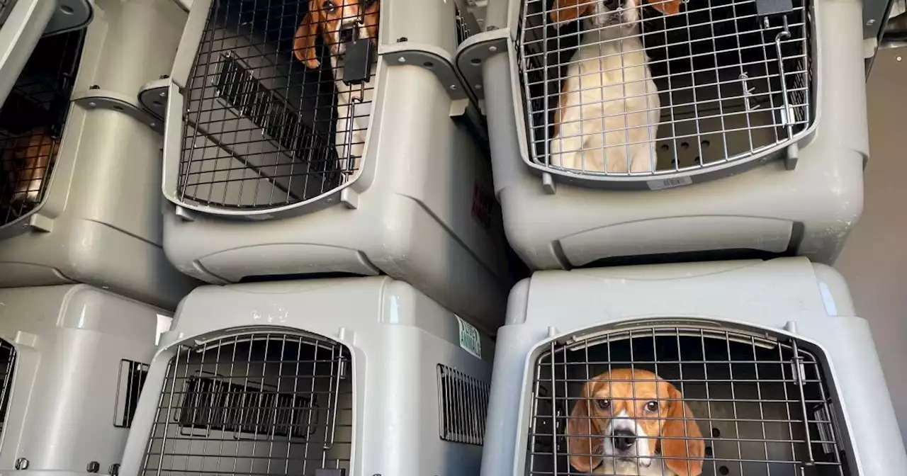 Animal rescue groups across the U.S. band together to rescue 4,000 beagles