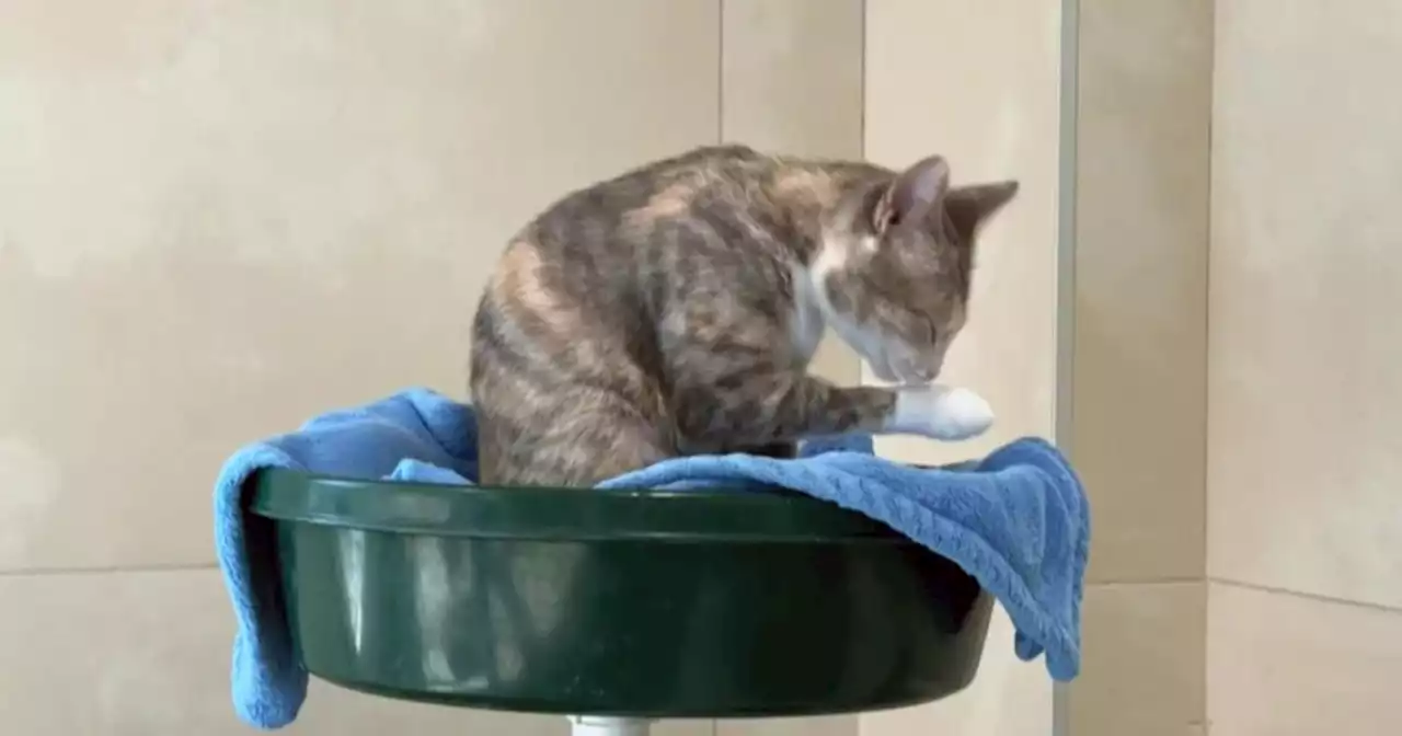 Cat population explodes at Berkeley animal shelter