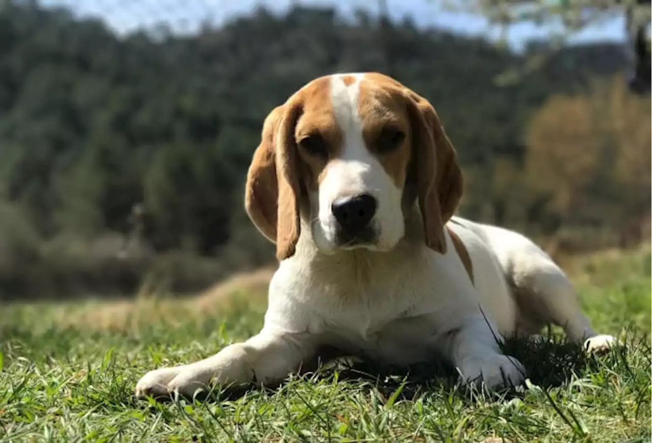 4,000 beagles rescued from medical breeding facility need homes, says Humane Society of US