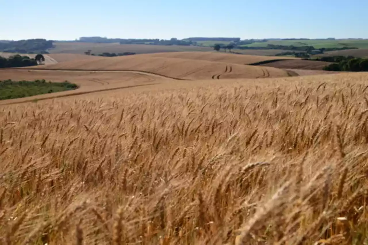 Con el impulso de los precios altos, Brasil prevé reducir su dependencia del trigo argentino