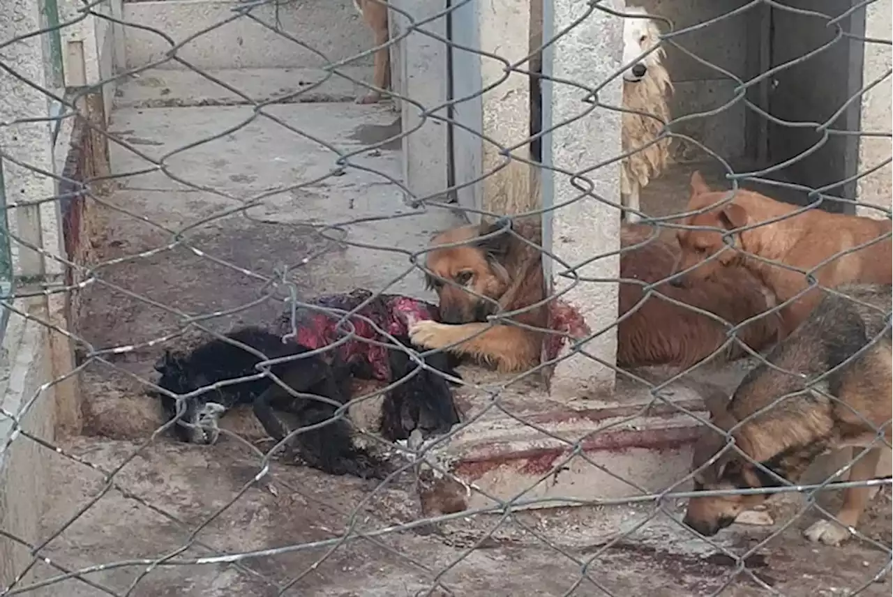 Denuncian a una perrera estatal de Benito Juárez por maltrato: aseguran que los animales no comen y que hay sangre en las paredes