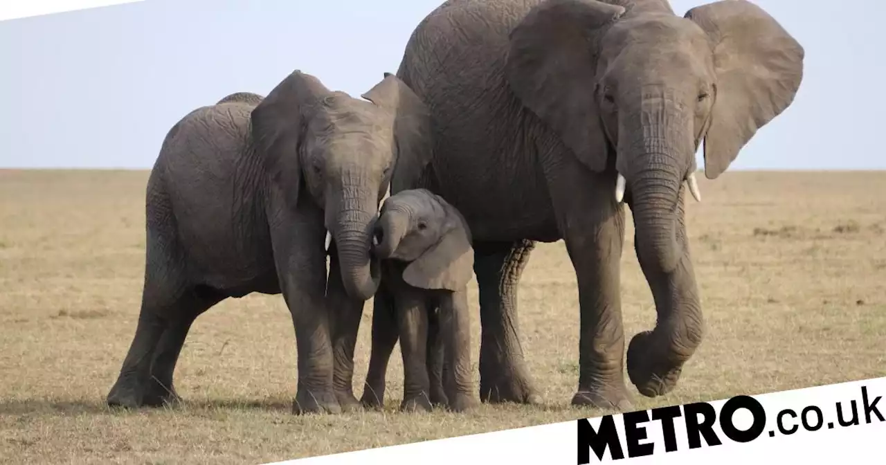 Elephants could hold the key to curing cancer, says new research