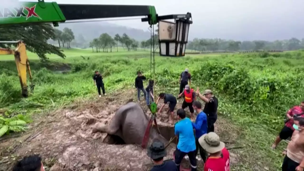 WATCH: Dramatic Rescue of Elephant and Her Baby in Thailand