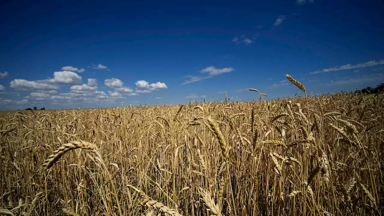 Der komplizierte Weg des ukrainischen Getreides