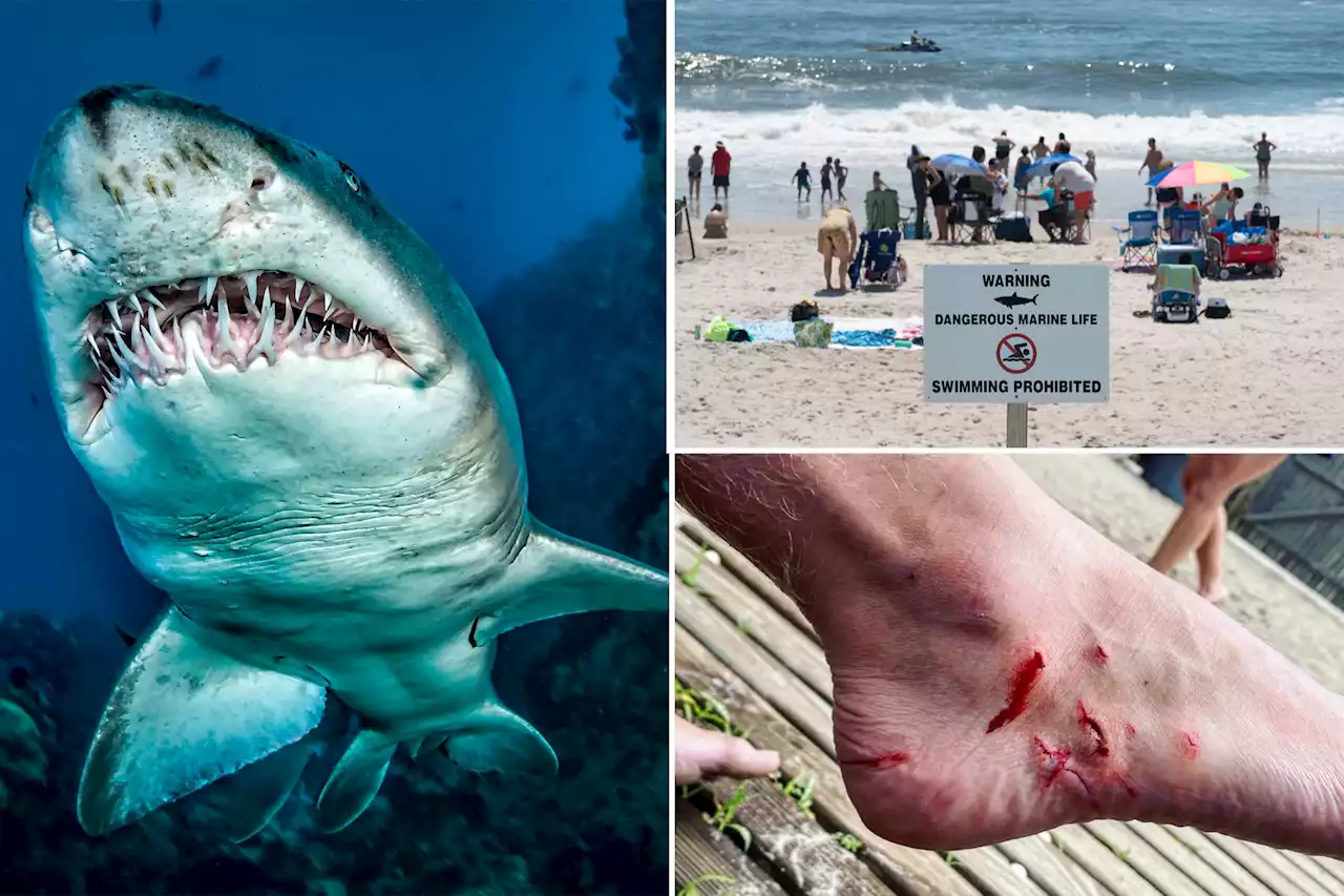 5 things to know about sharks at New York beaches