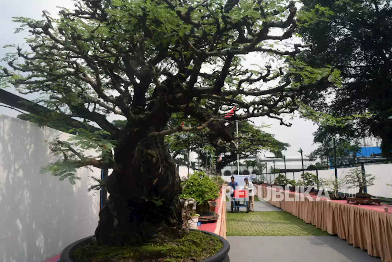 Pameran Penggemar Bonsai Indonesia di Alun-alun Kota Bogor |Republika Online