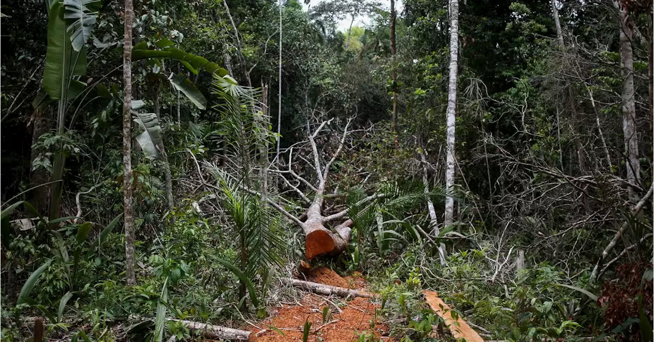 Deforestation in Colombia edges up, moving further from govt target