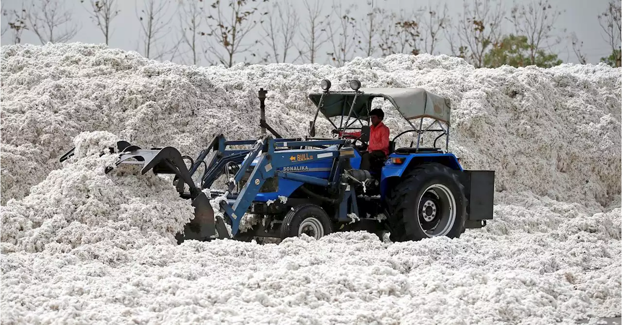 Planting of summer crops ramps up in India as monsoon revives