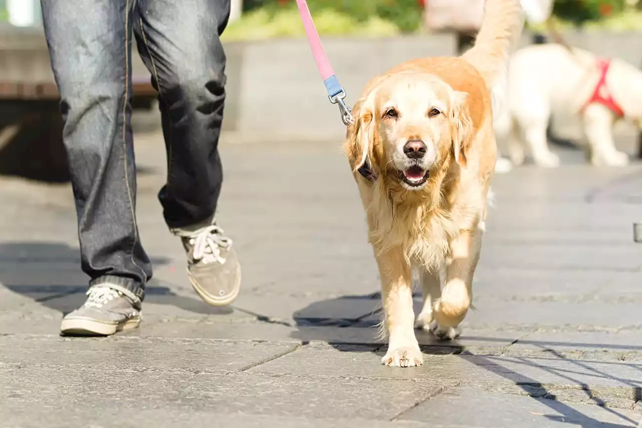 Study Finds Neighborhoods With More Dogs Have Less Crime