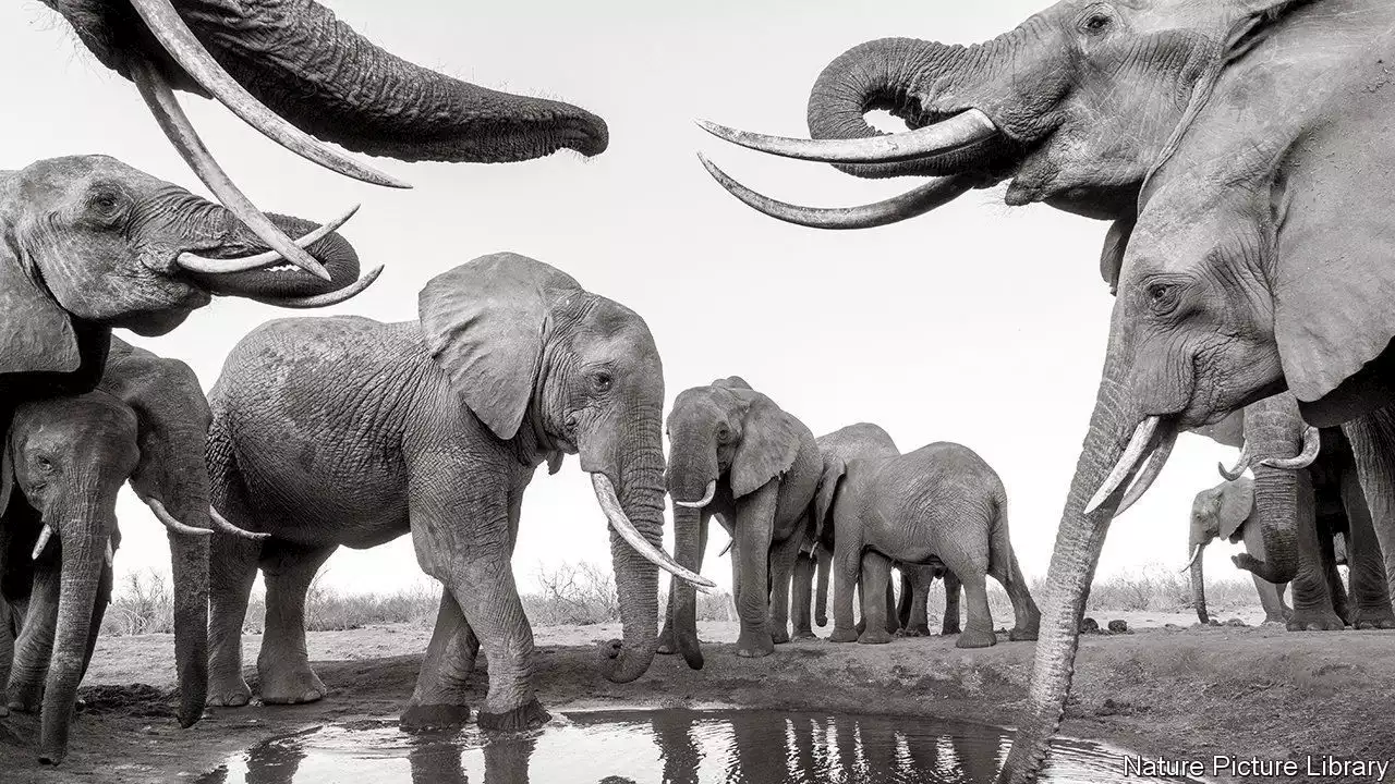 Why elephants so rarely get cancer