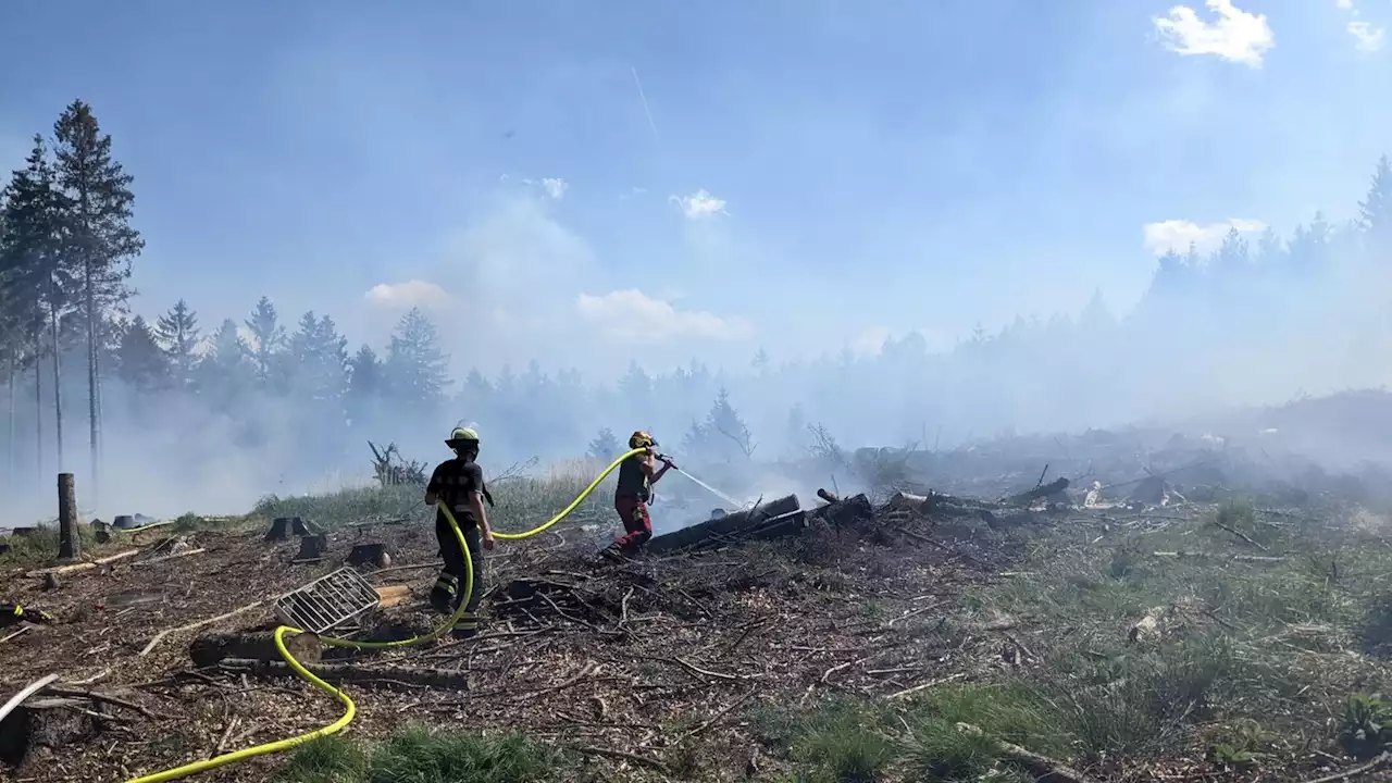 Hitze und Trockenheit: So hoch ist die Waldbrandgefahr in NRW