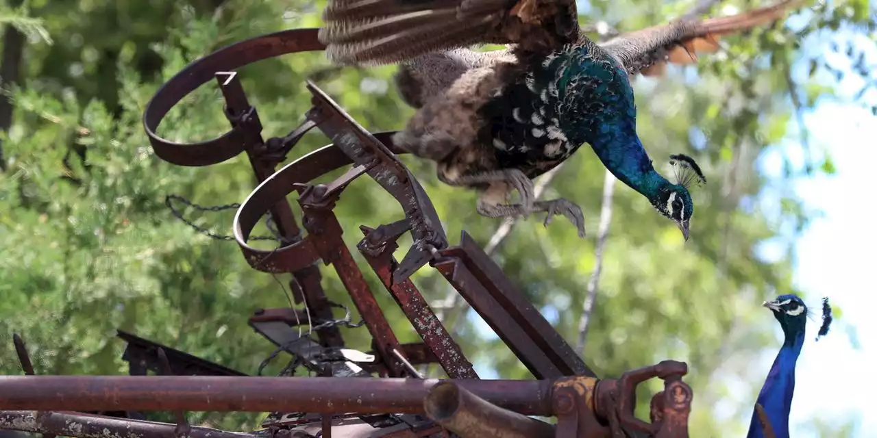 Peacocks are At Large in a Nebraska Town, and the Law’s on Their Side