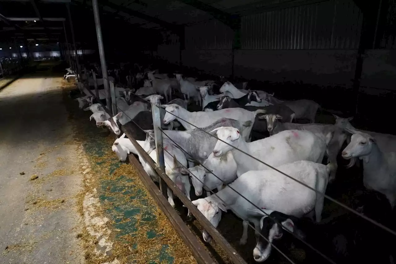 Yorkshire farm denies 'violence and neglect' against animals after campaigners release hidden footage