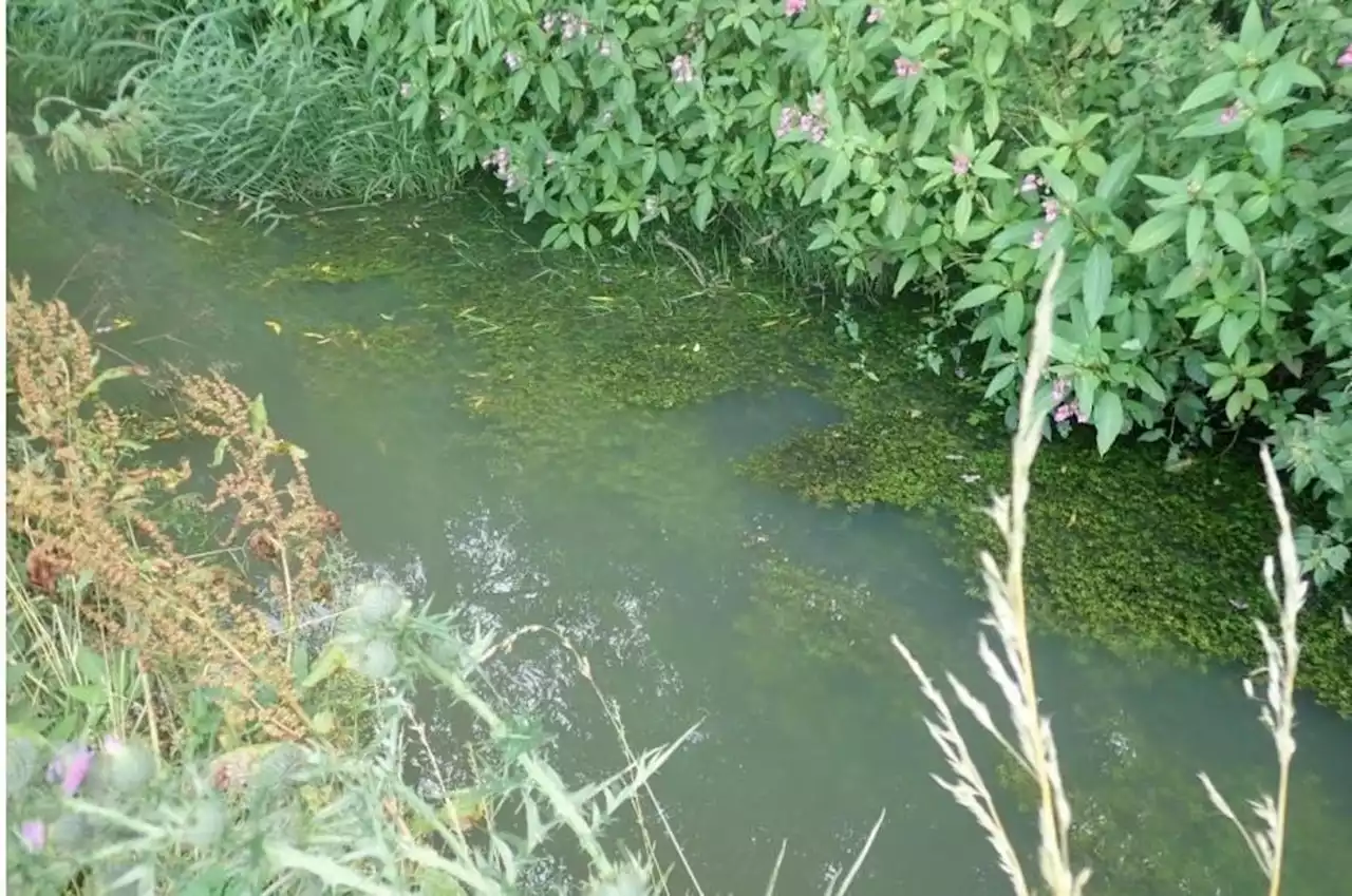 Yorkshire Water donates £400,000 to Yorkshire Wildlife Trust after admitting polluting two streams with sewage