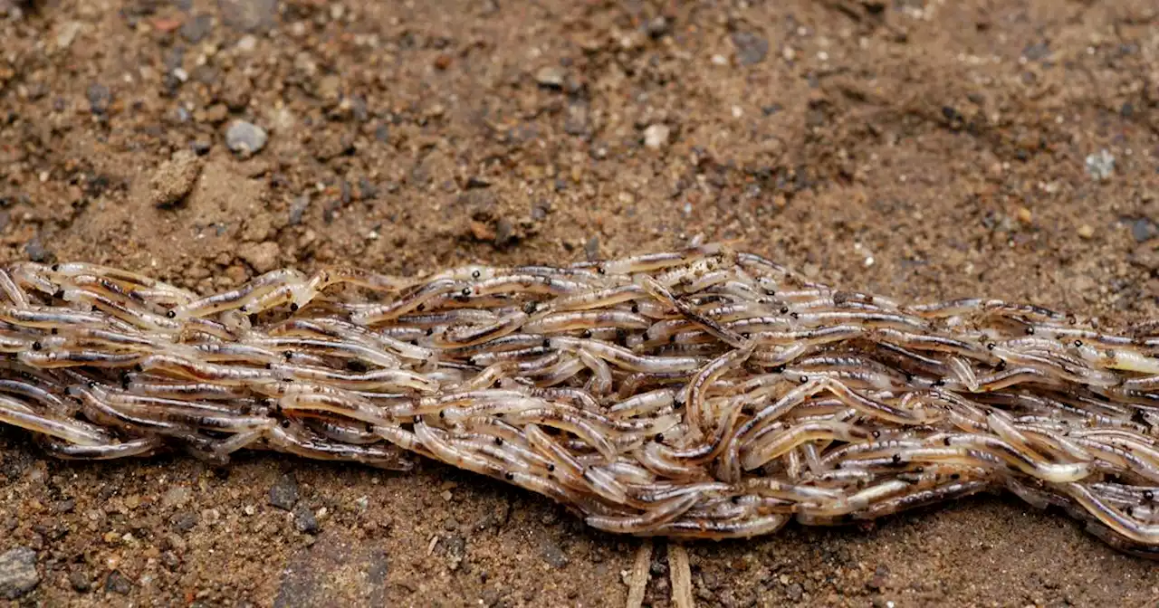 A creeping mass of insect larvae near a Denali lodge raises the question: ‘Am I hallucinating?’