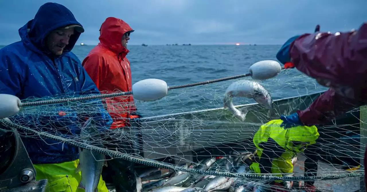 Bristol Bay commercial sockeye salmon catch shatters record