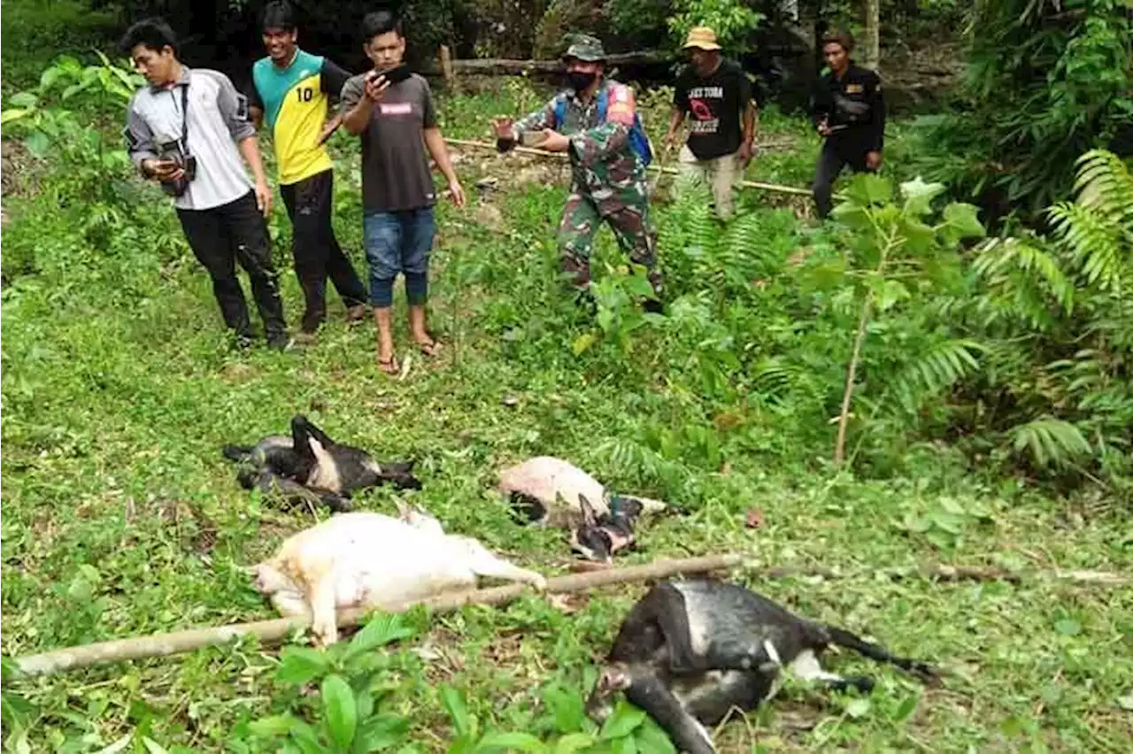 Seekor harimau sumatra mangsa ternak warga Aceh Selatan