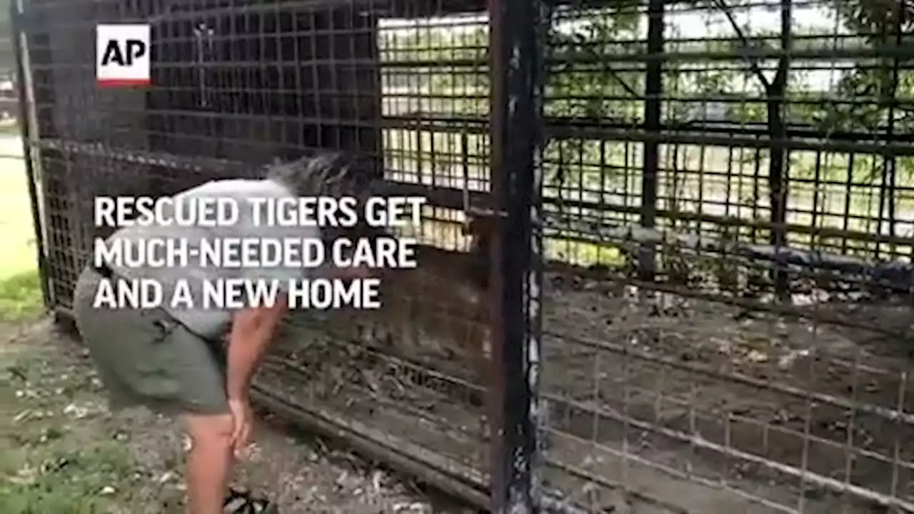 Rescued Oklahoma tigers get care in California and new home