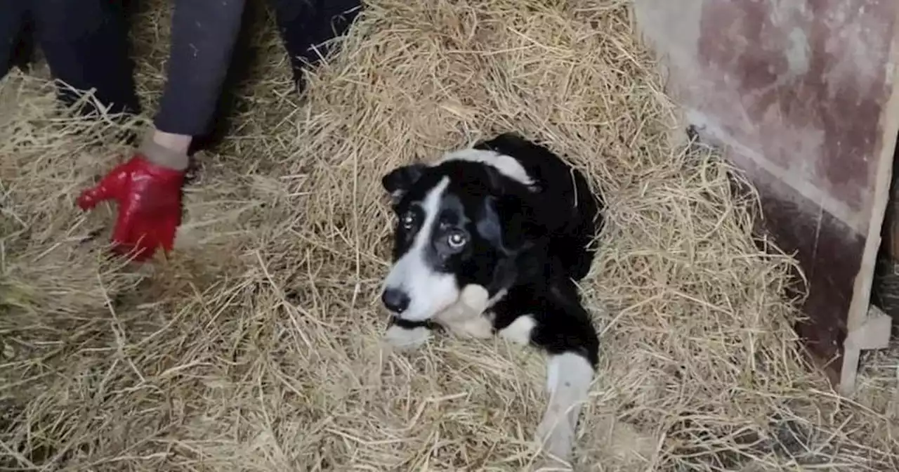 'Ireland's oldest dog' passes away peacefully aged 27