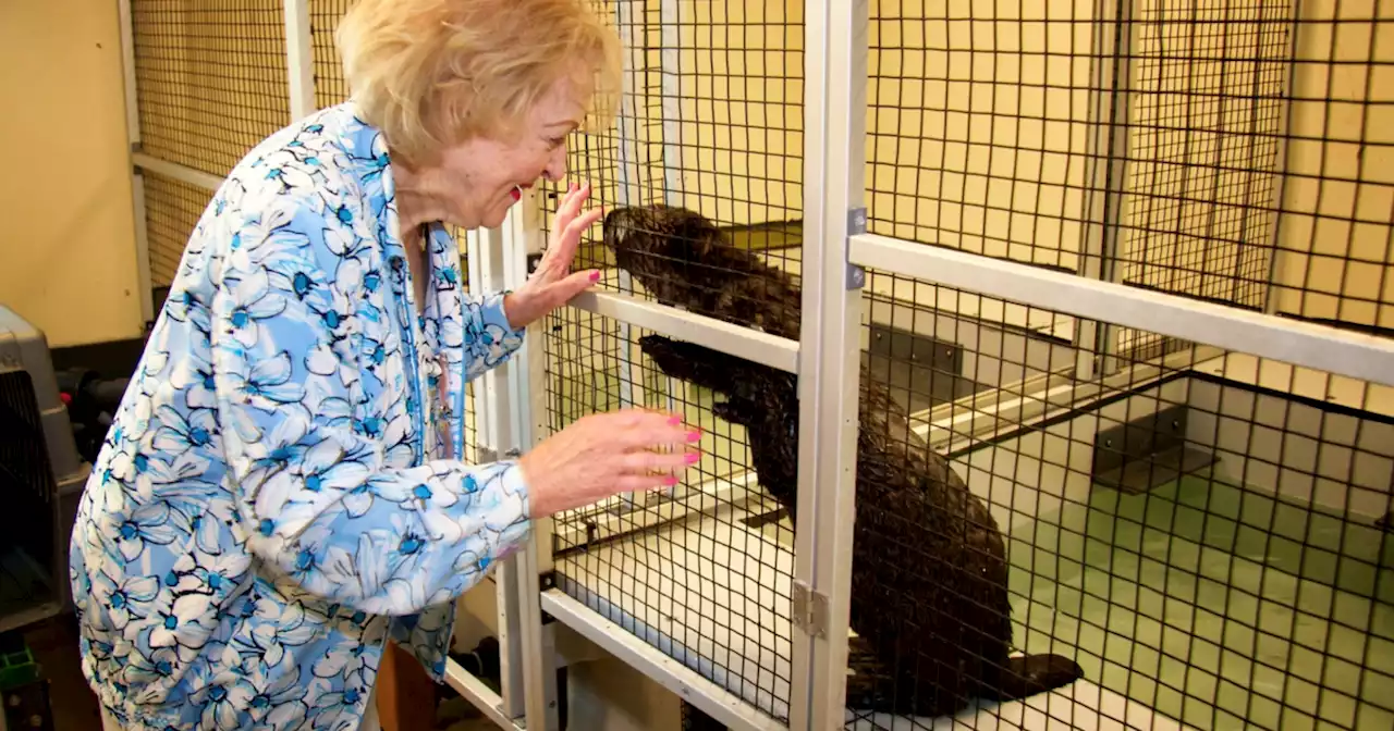 Betty the sea otter, named after Betty White, dies at Long Beach's Aquarium of the Pacific