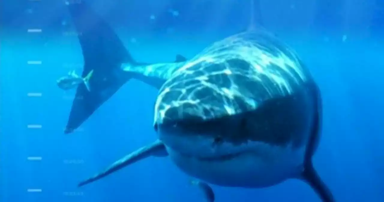 Shark attacks up across the U.S.