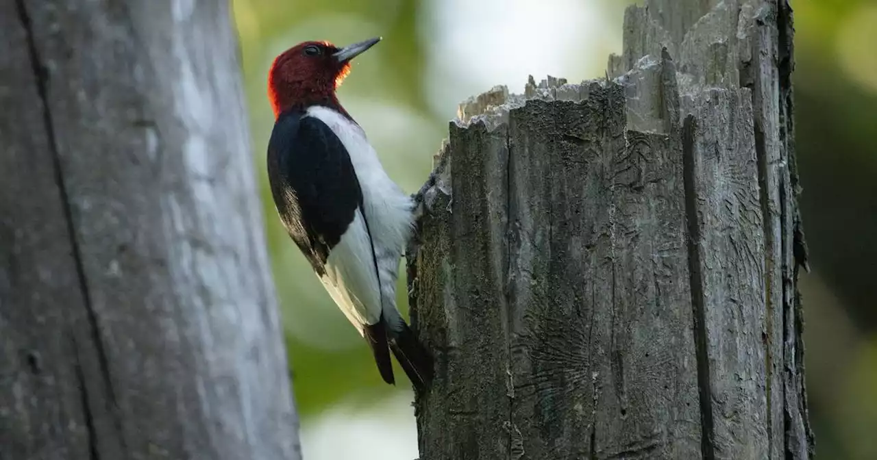 Important local birds are on the rise in Chicagoland, with many doing better here than in rural Illinois, study says