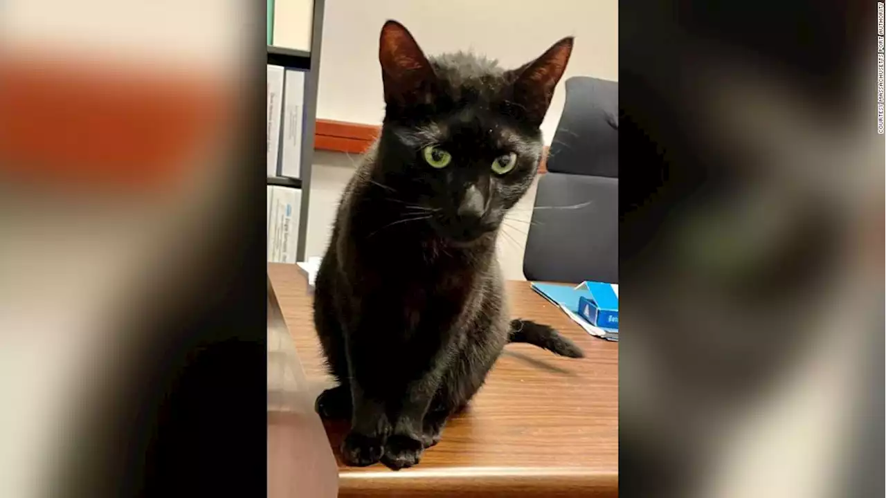 A cat will be finally reunited with her family after spending 3 weeks lost in a Boston airport