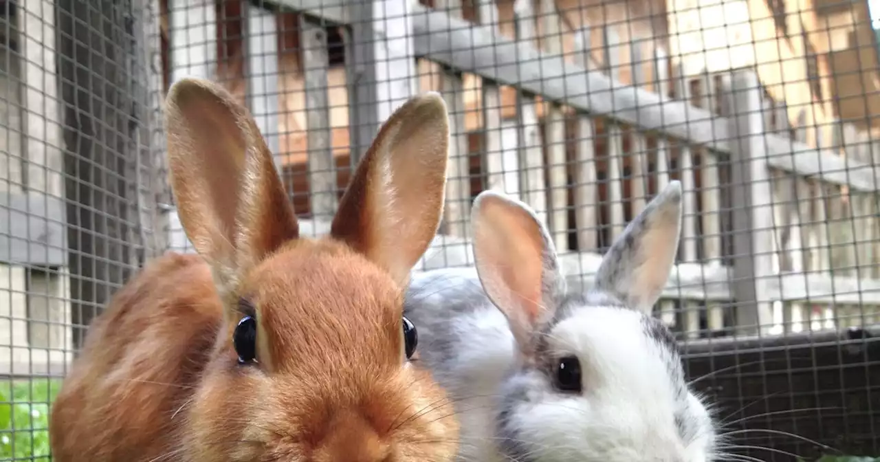 Vets' heatwave warning to rabbit owners as pet at risk of flystrike