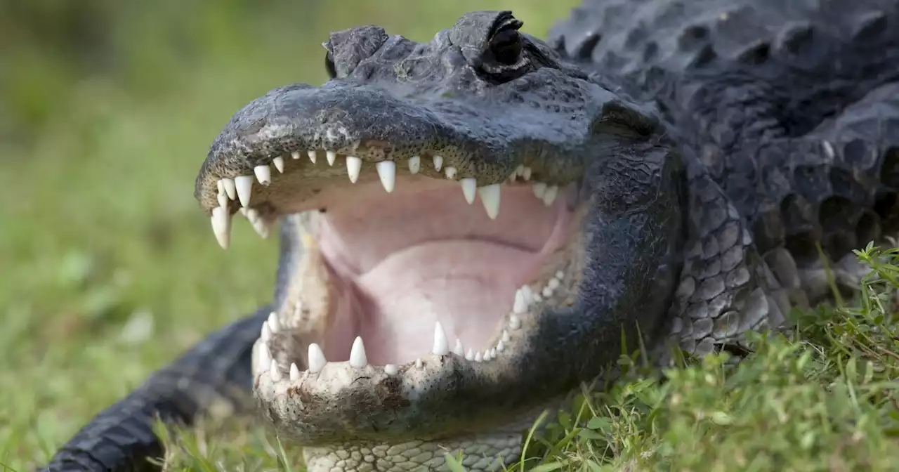 Florida woman eaten alive by alligators after falling in pond