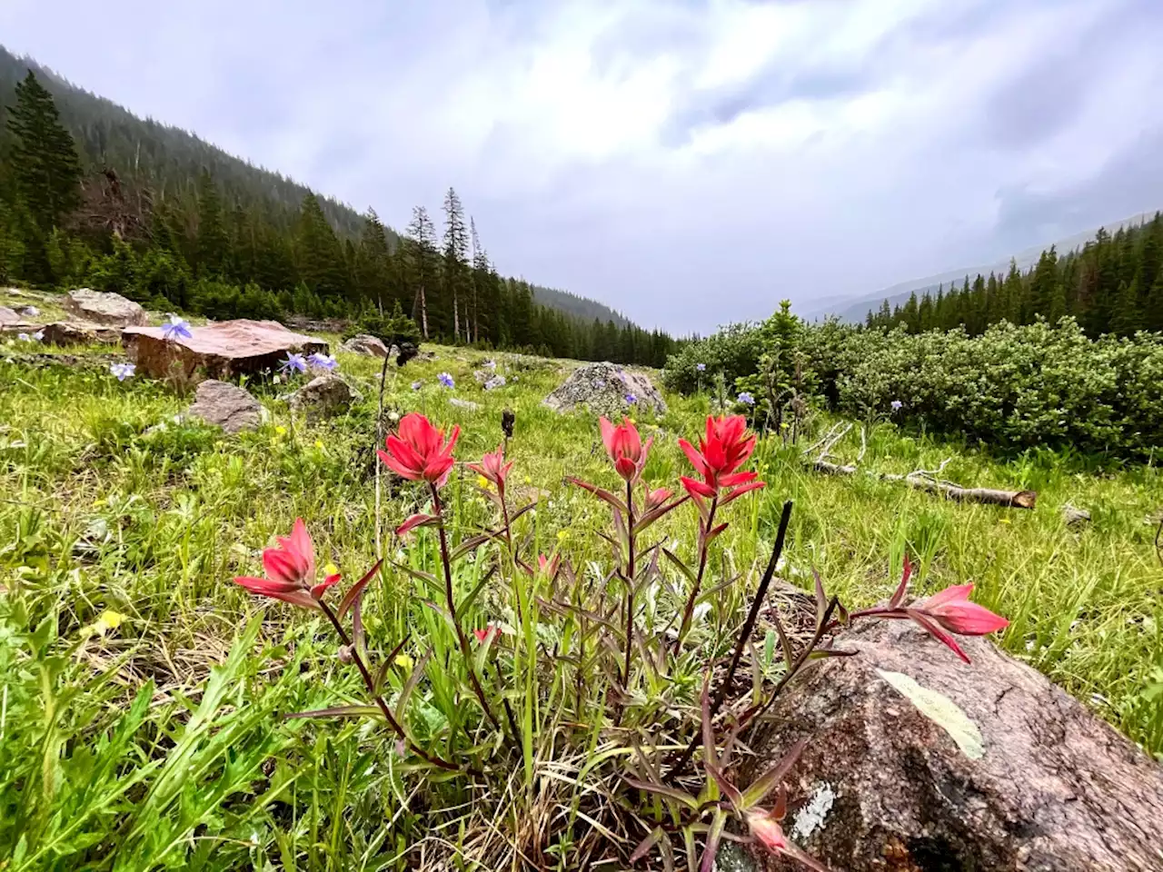 9 places to see wildflowers in Colorado right now