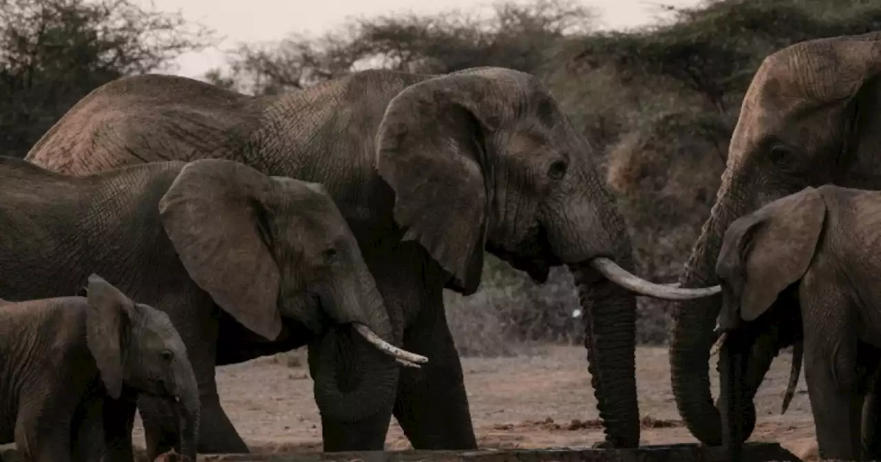 Social life helps orphaned elephants overcome loss: study