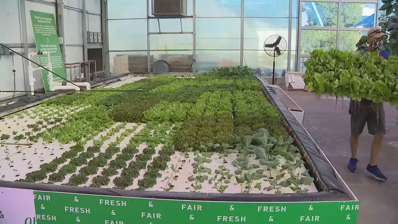 Big Tex Urban Farms reaches its million servings mission for North Texans