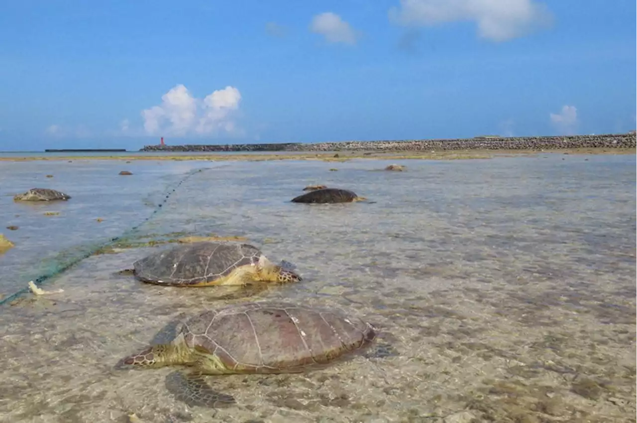 沖縄の瀕死ウミガメ、漁業者が駆除か 「網に絡まり仕方なく刺した」 - トピックス｜Infoseekニュース