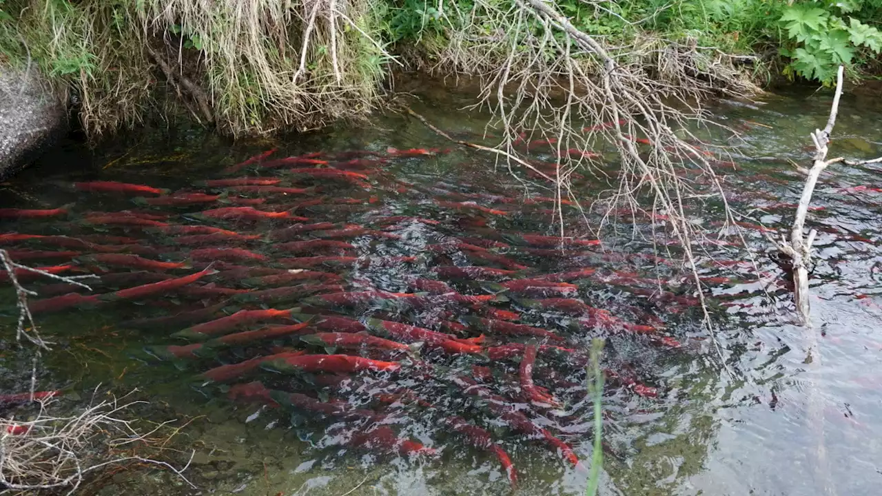 Bristol Bay's sockeye run is already the biggest on record