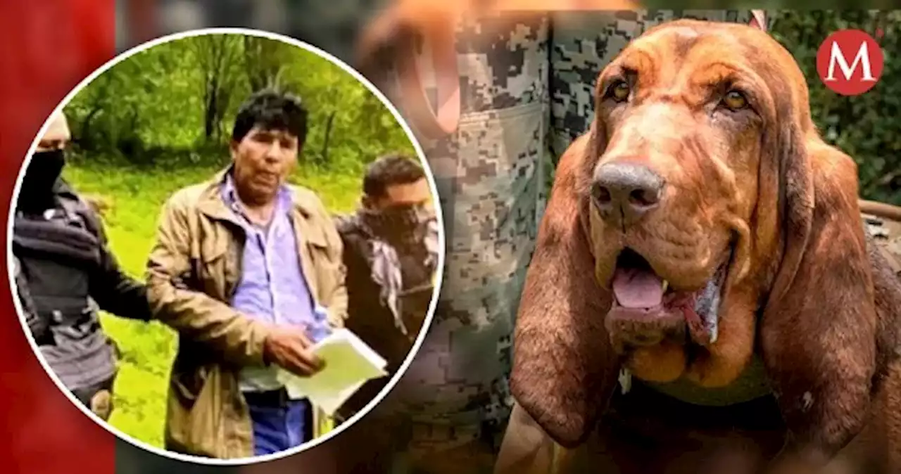 En Sinaloa, Caro Quintero fue hallado por perrito entre matorrales