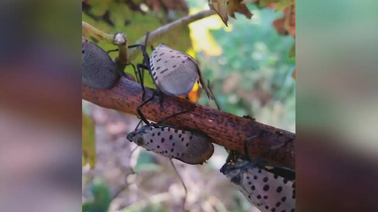 Spotted Lanternfly Spreads to Delaware Beaches; Sussex County Now in Quarantine Zone