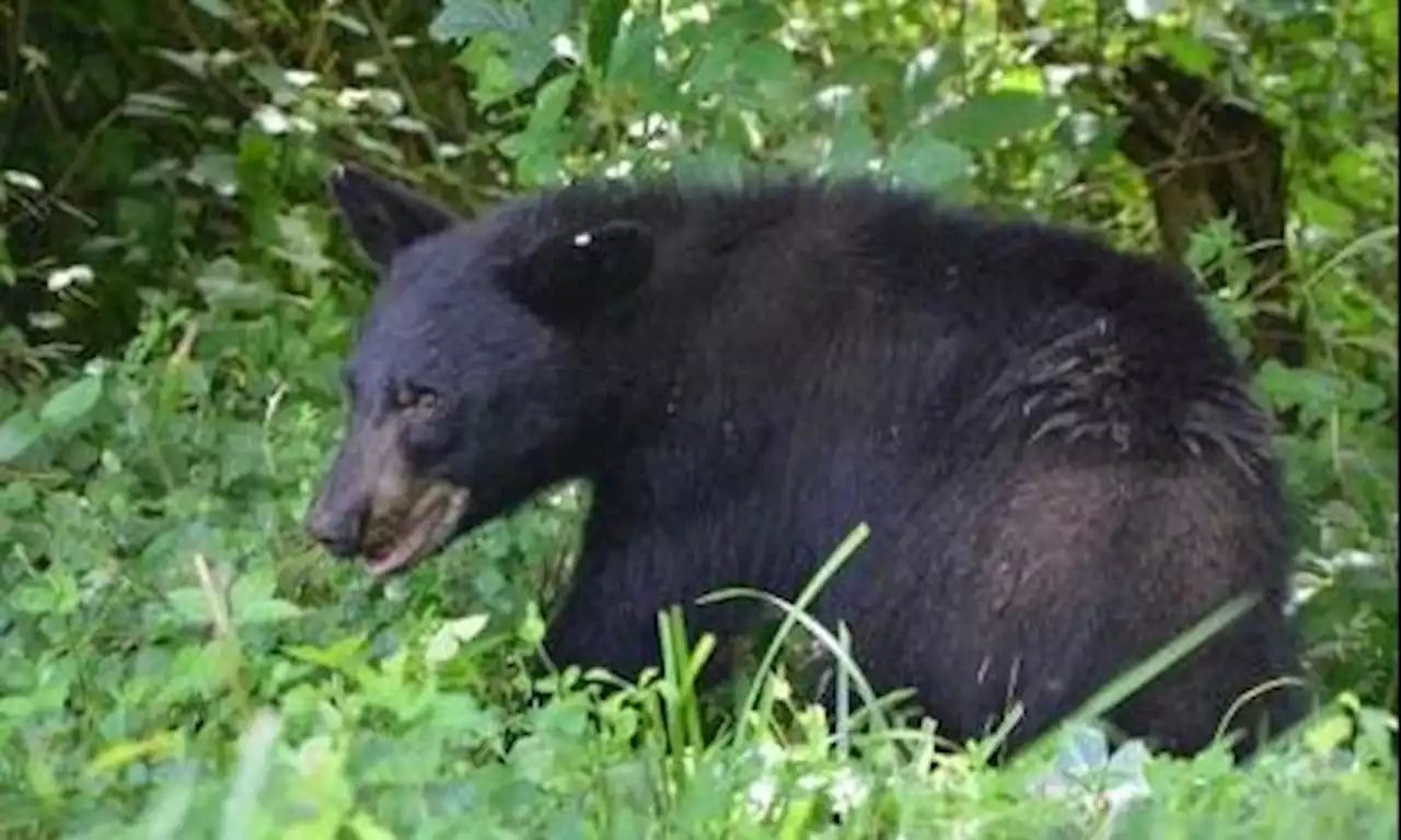 Bear Sightings Reported Near I-93 in Wilmington