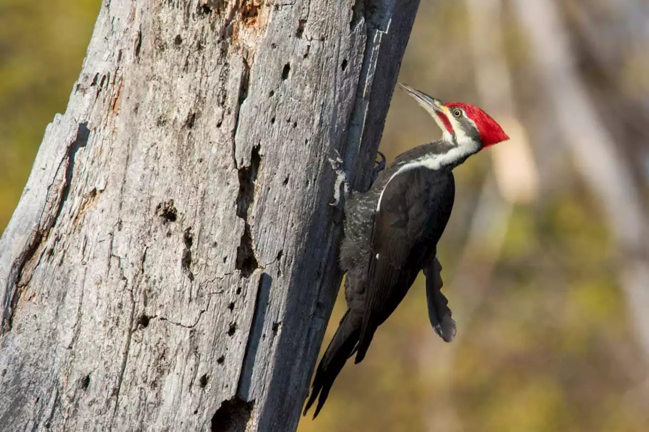 Woodpeckers don't have built-in shock absorbers to protect their brain