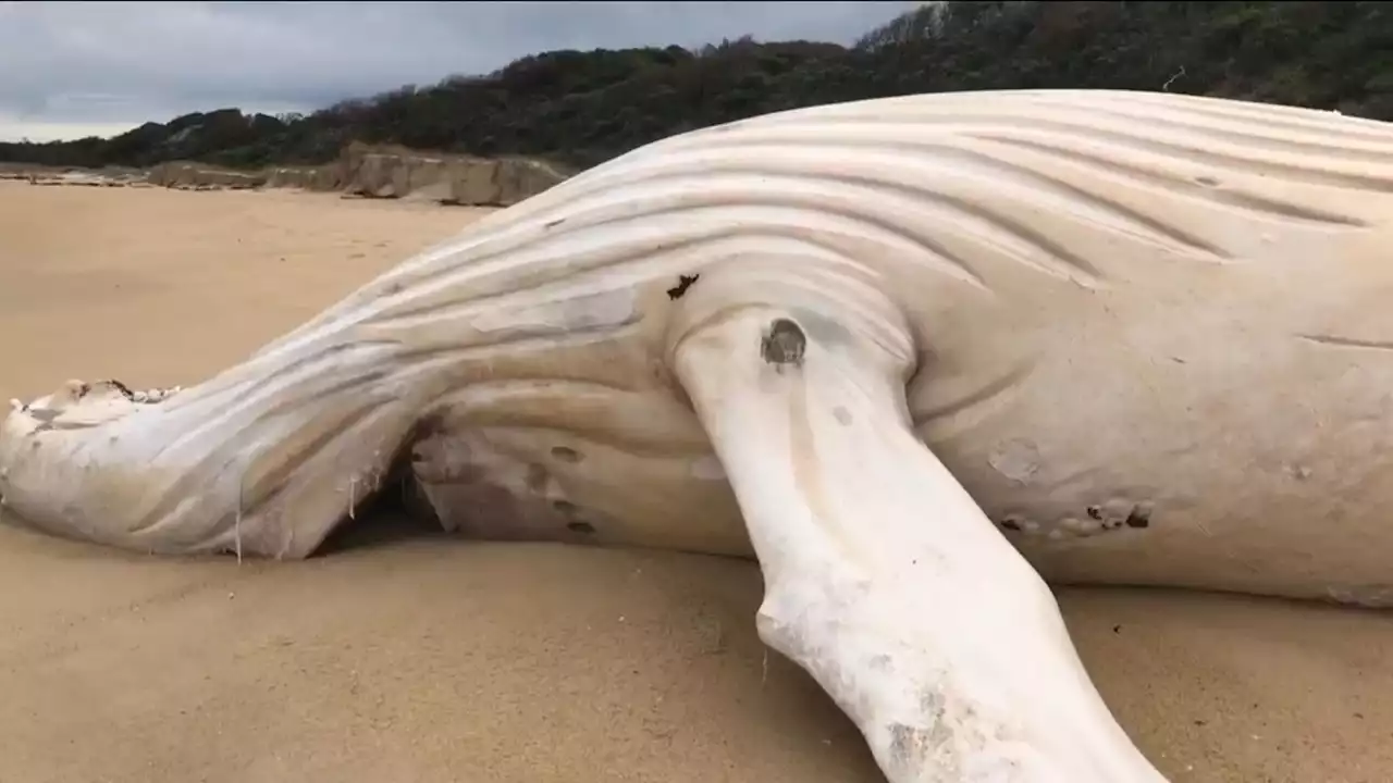 Fears rare white whale found washed up on Mallacoota beach could be world-famous humpback Migaloo