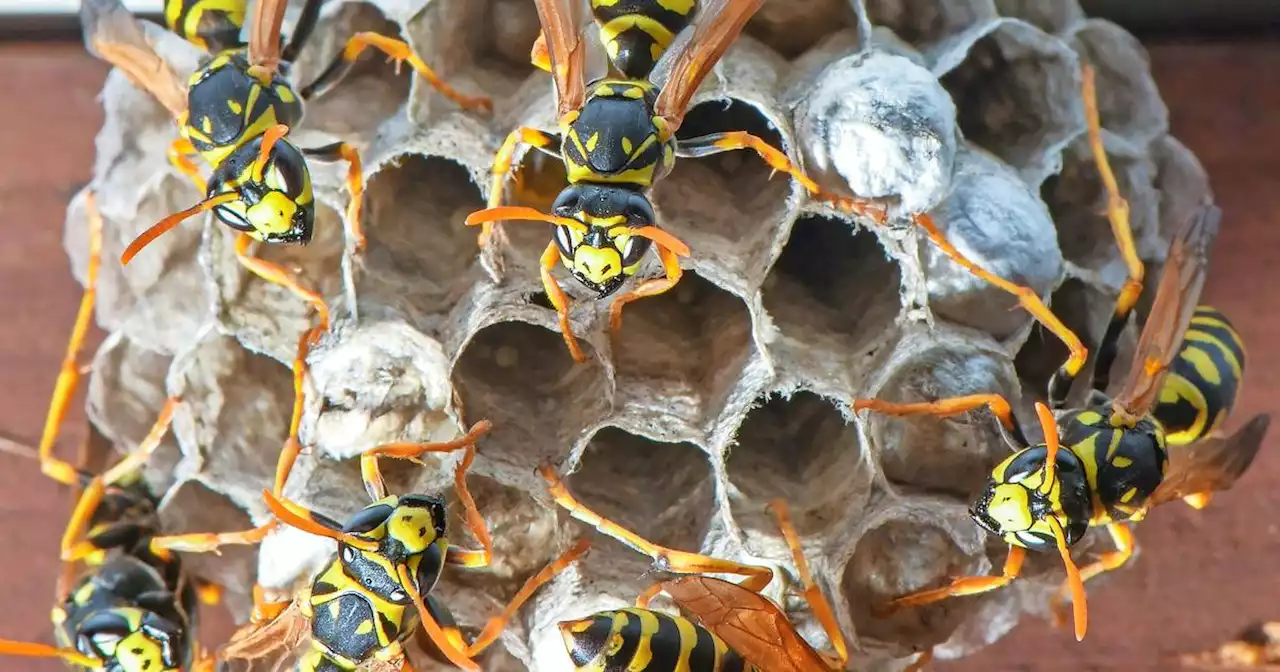 Feuerwehr Homburg gibt Tipps: Tipps zum Umgang mit Bienen, Wespen und Hornissen