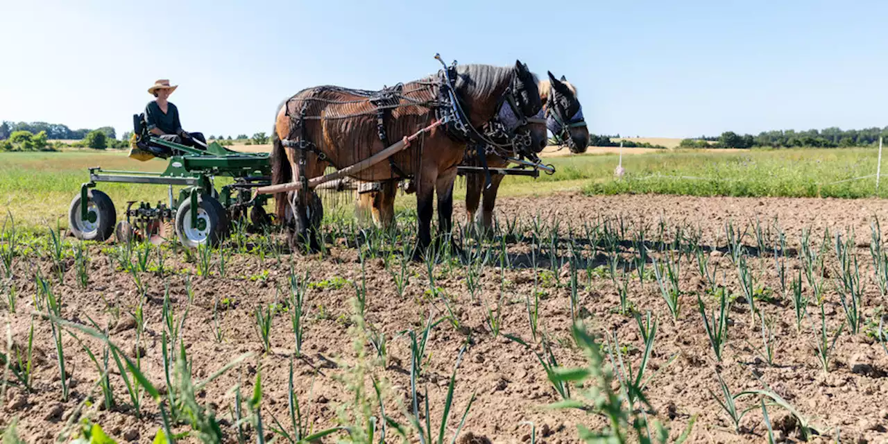 Landwirtschaft in Klimakrise: Dürres Land