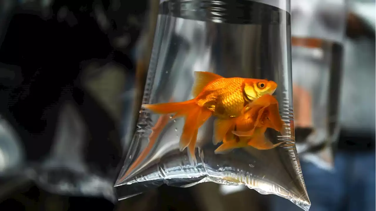 Artist Can’t Believe He Wasn’t Allowed to Starve Goldfish to Death